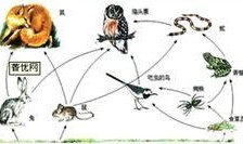 在线观看食物链完整版,在线观看完整版深度解析