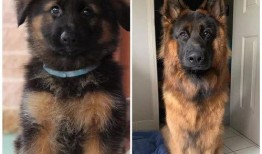 一个狗狗最新爆料图片,狗狗最新爆料萌态十足